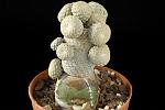 Euphorbia piscidermis H. Cm 8  d. Cm. 7 € 60,00